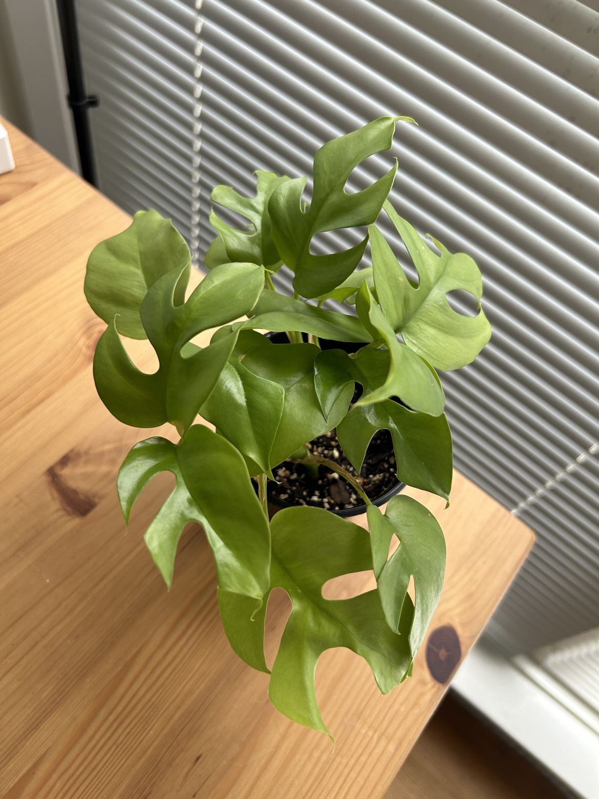 Rhaphidophora Tetrasperma (mini monstera)