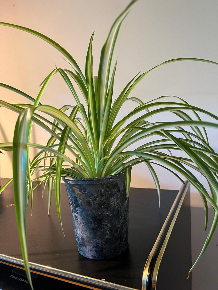 Air purifying spider plant image indicator(2)