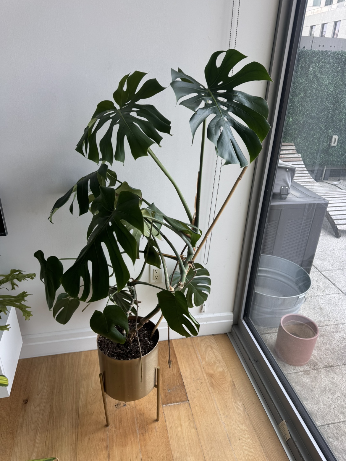 Monstera Plant