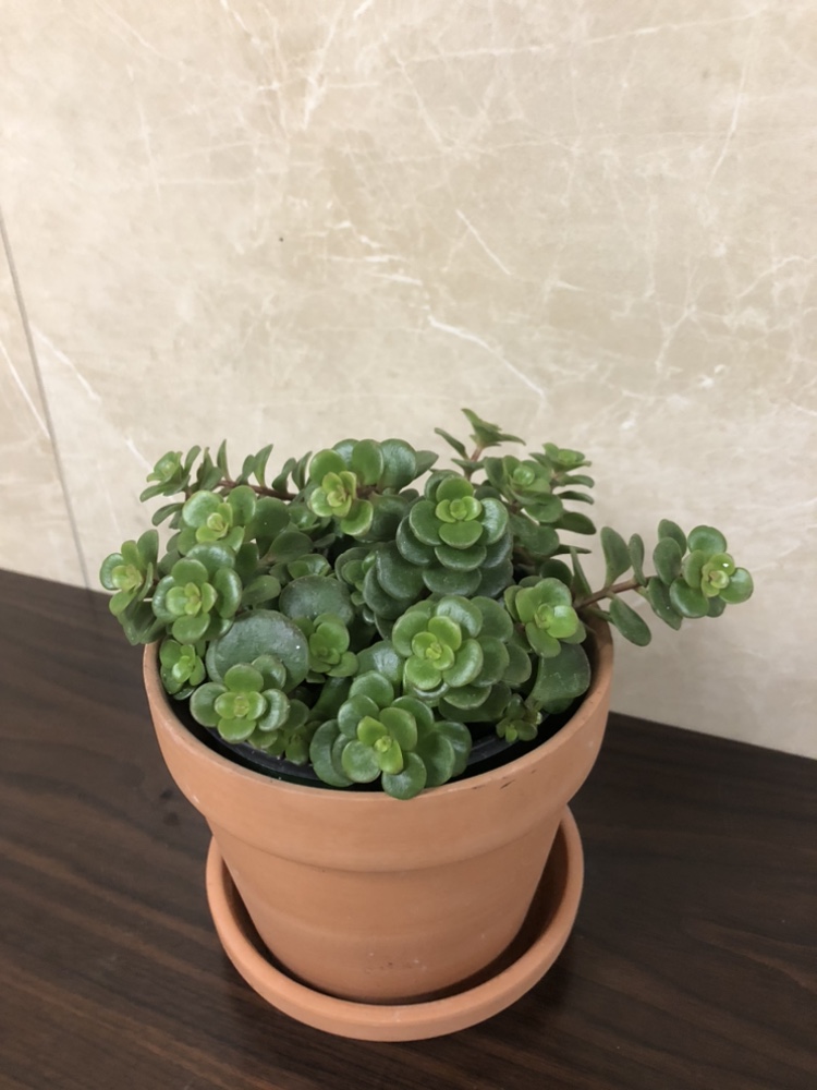 4”Wandering jade plant $5, cover pot$3 thumbnail