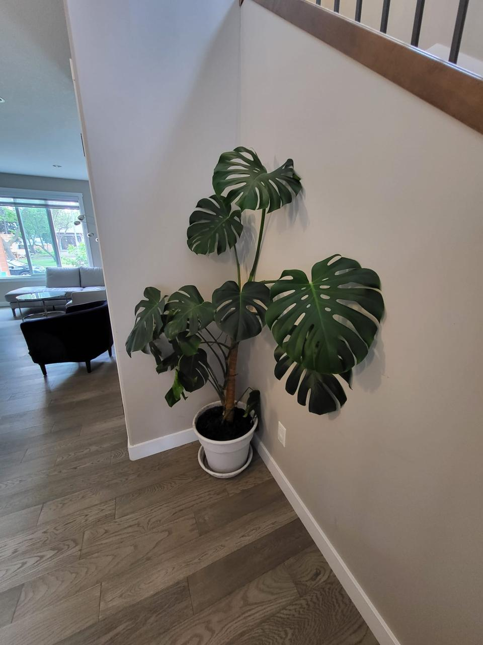 Live Monstera indoor house Plant with planter - photo 4