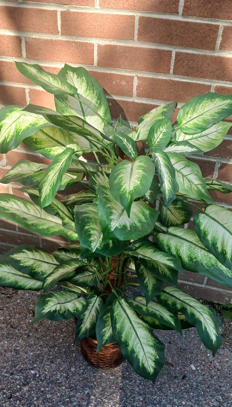 Artificial plant image indicator(2)