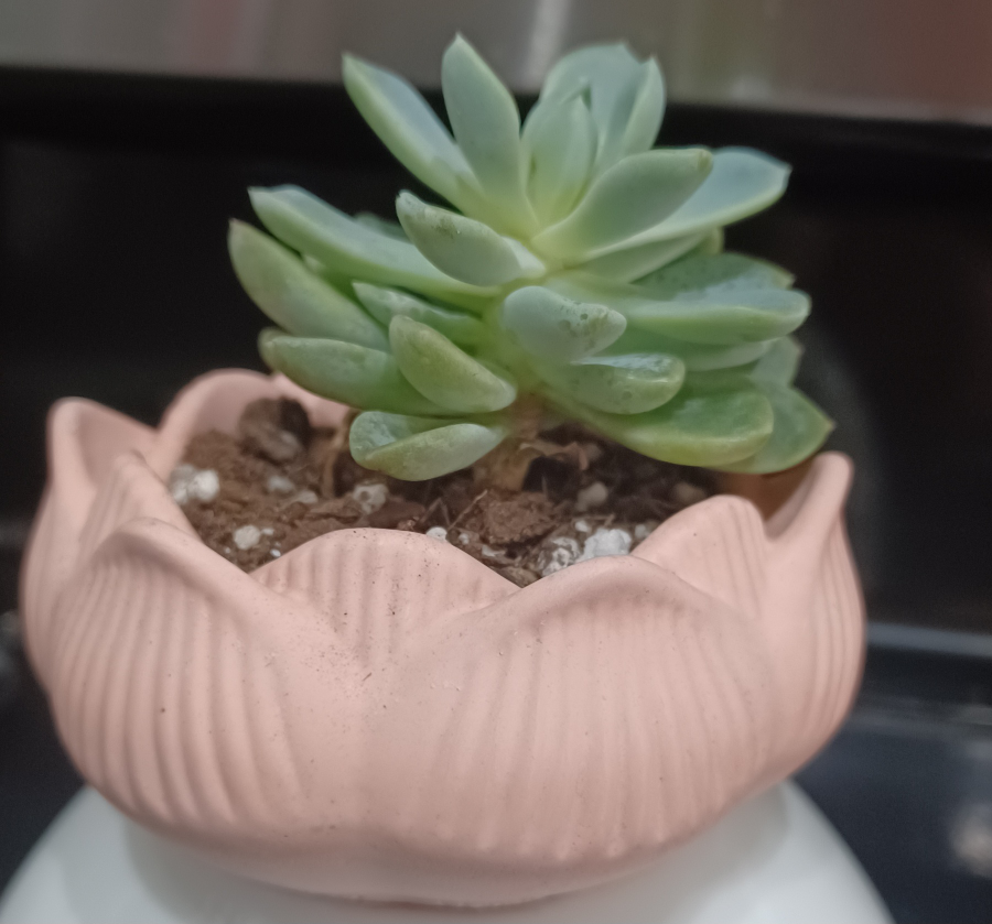 Echeveria Succulent With Drainage Hole Planter thumbnail
