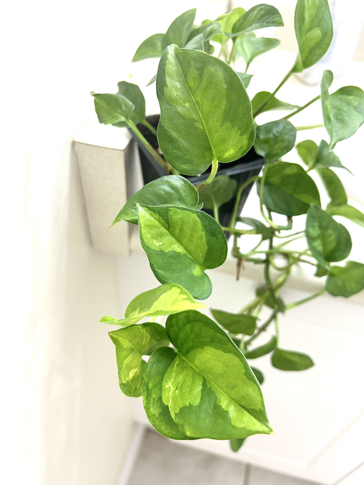 Rare Global Green Pothos - photo 2