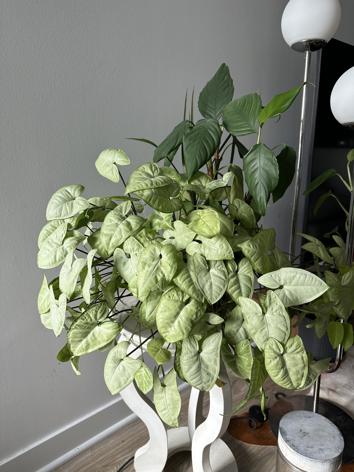 Houseplant Bundle thumbnail