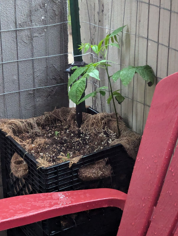 Walnut Tree Sapling
