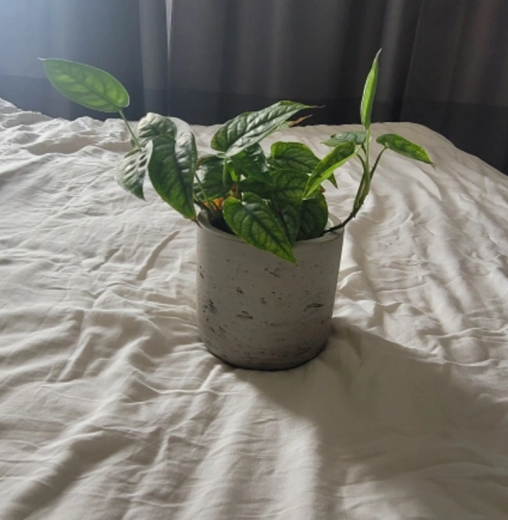 4" Monstera Siltepecana with planter