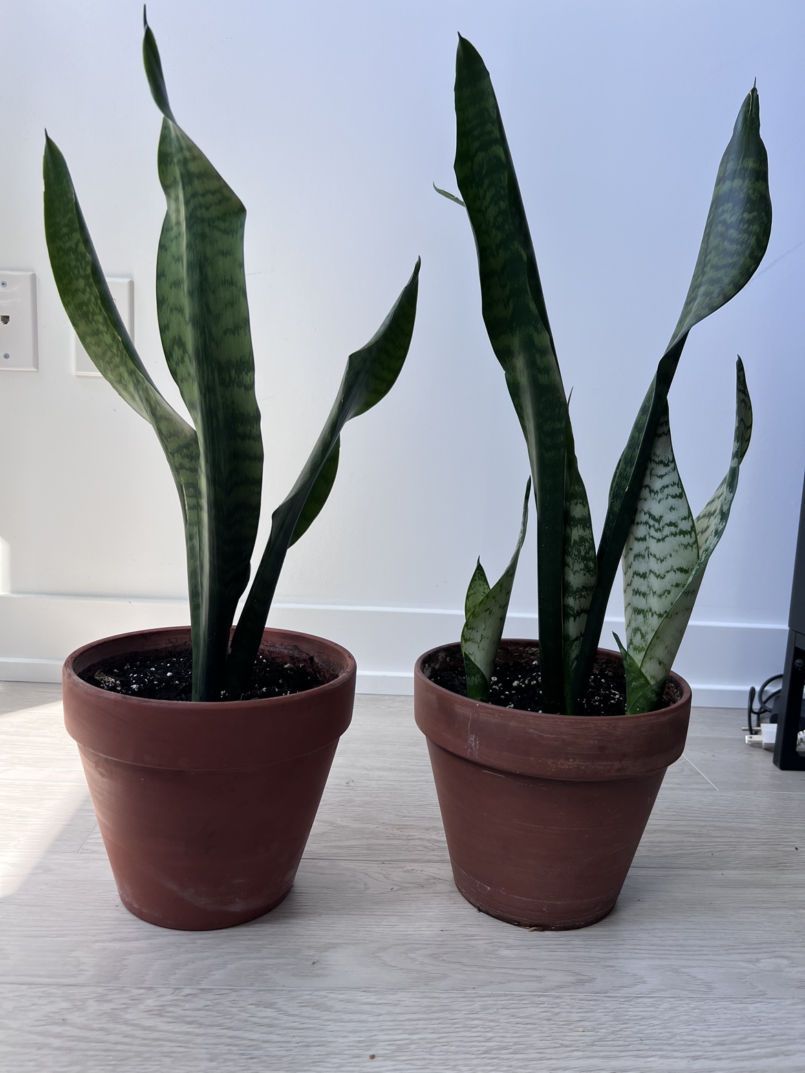Snake plant