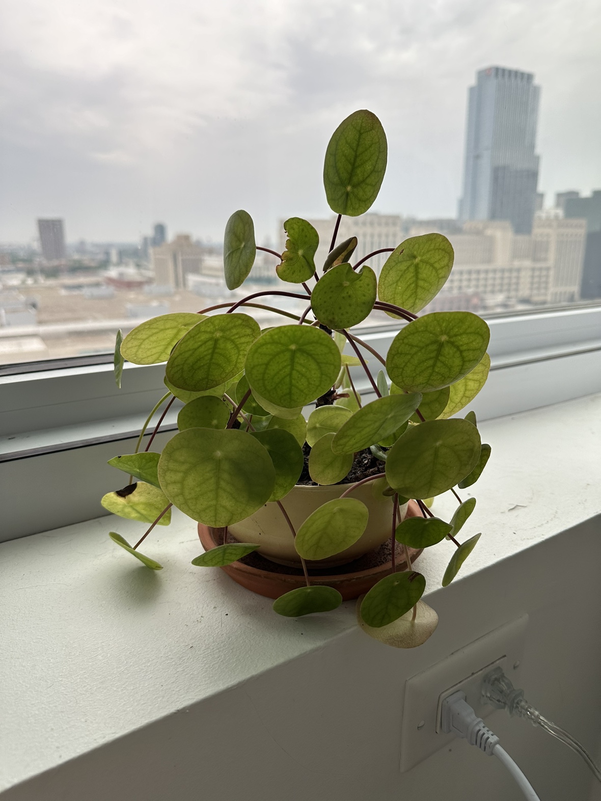 Pilea Chinese Money Plant in Handmade Pot