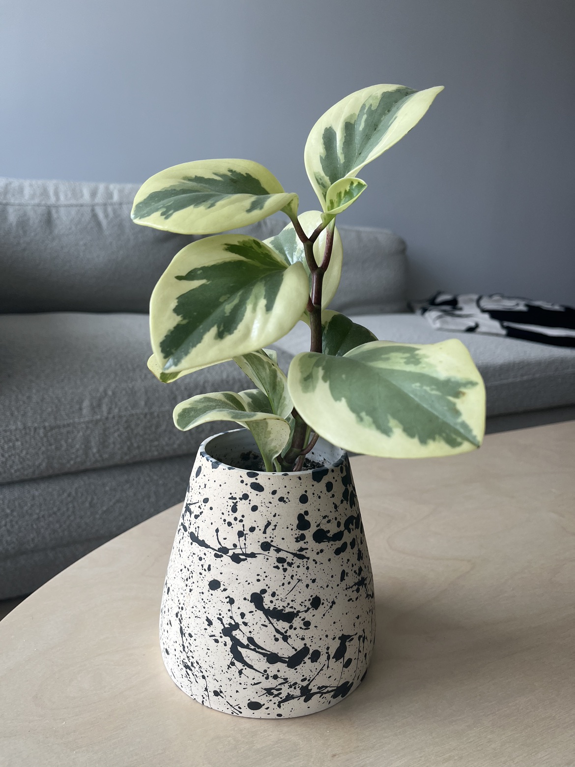 Tineke Rubber Plant with Ceramic Pot