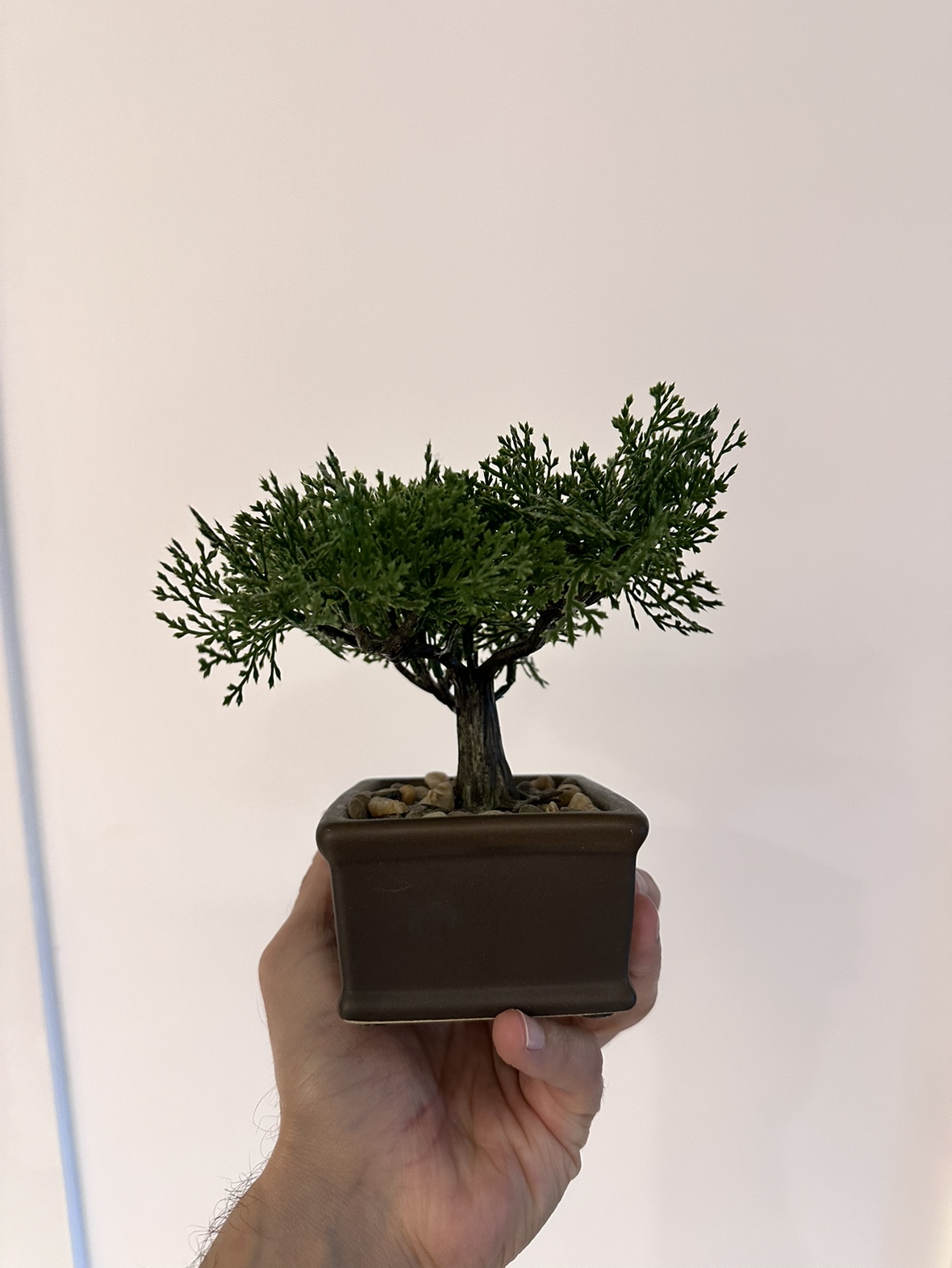 Free decor small plastic bonsai tree thumbnail
