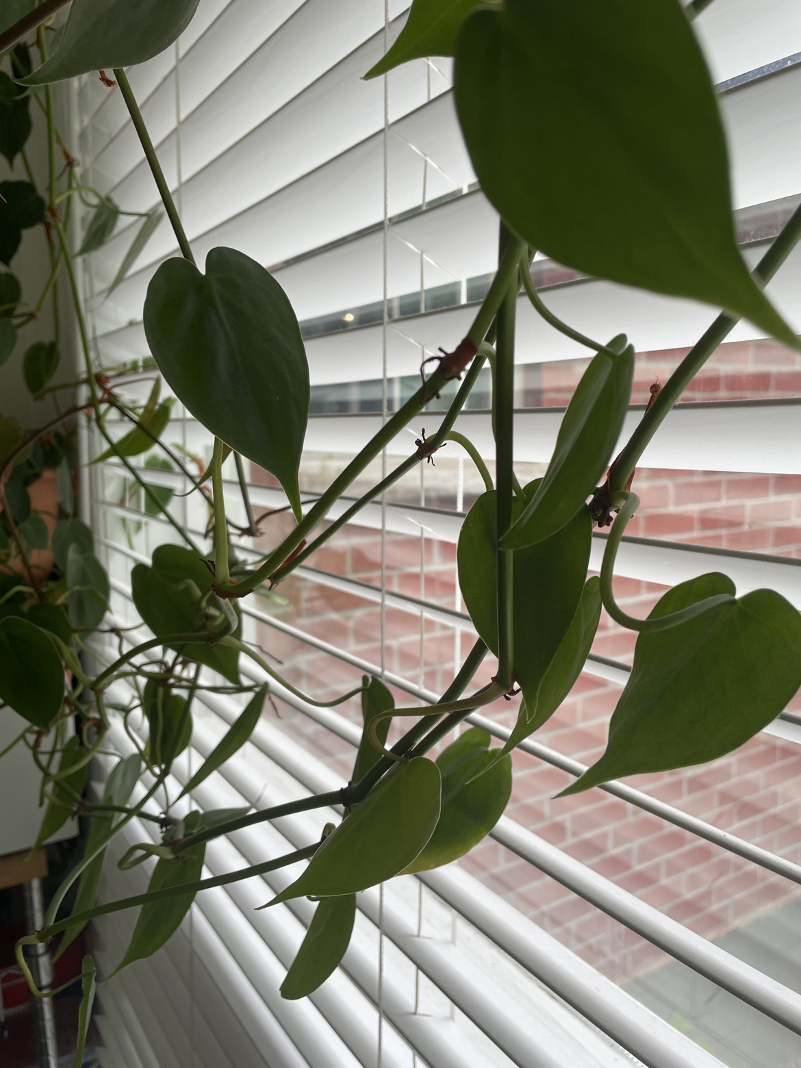 Pothos plant, large - photo 2