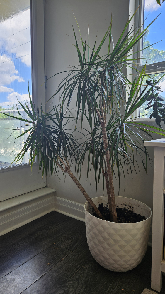 Tropical Plant with Pot thumbnail