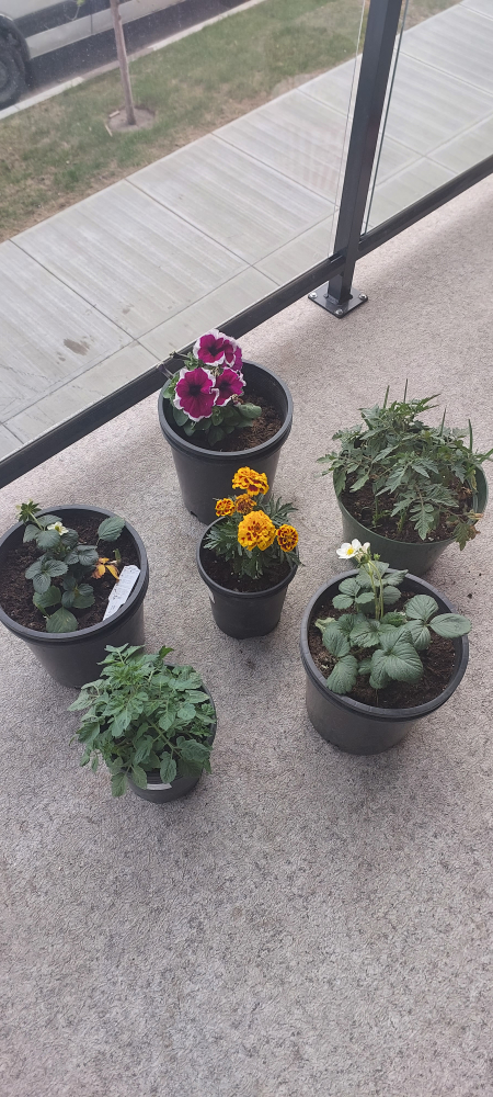 strawberries and tomato plants