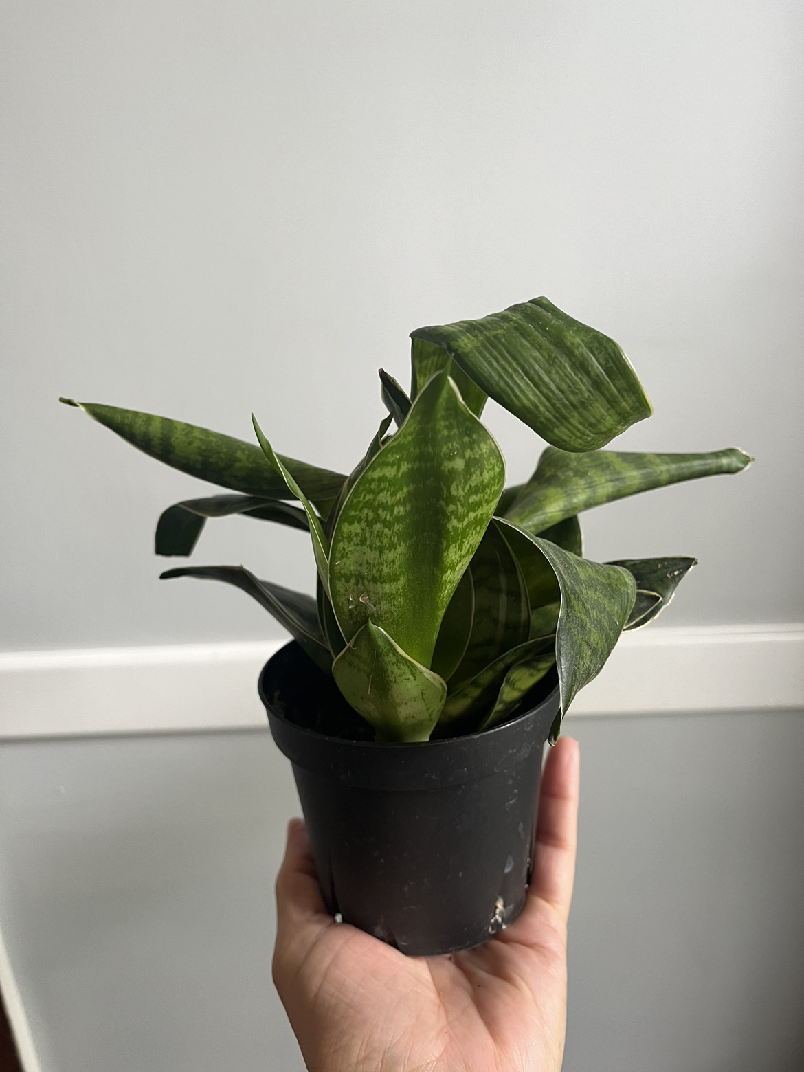 FREE Sansevieria Misty Star plants