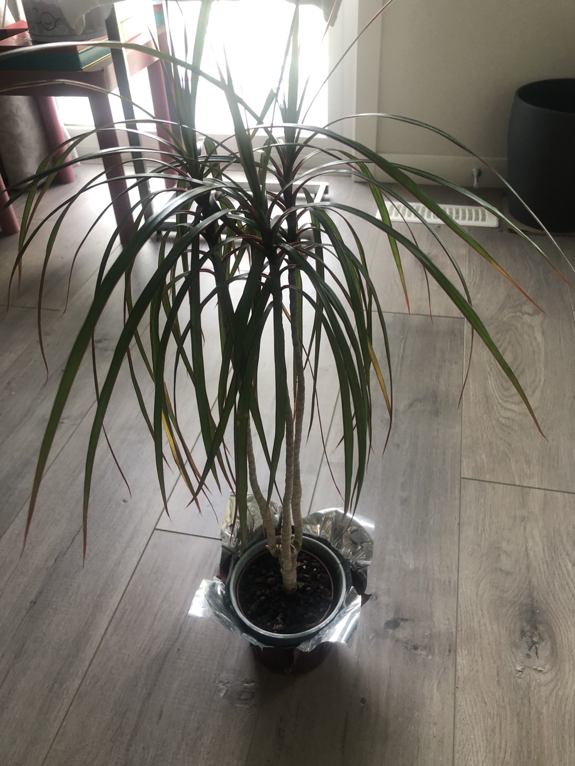 **Dragon Tree (Dracaena marginata) Plant**