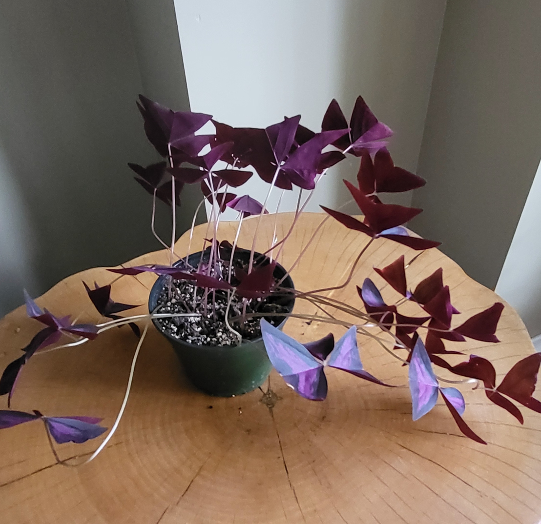 purple oxalis thumbnail