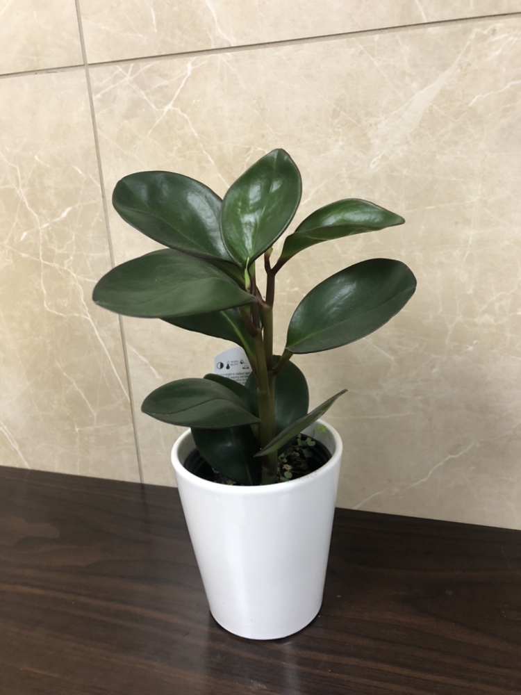 4” Peperomia with cover pot thumbnail