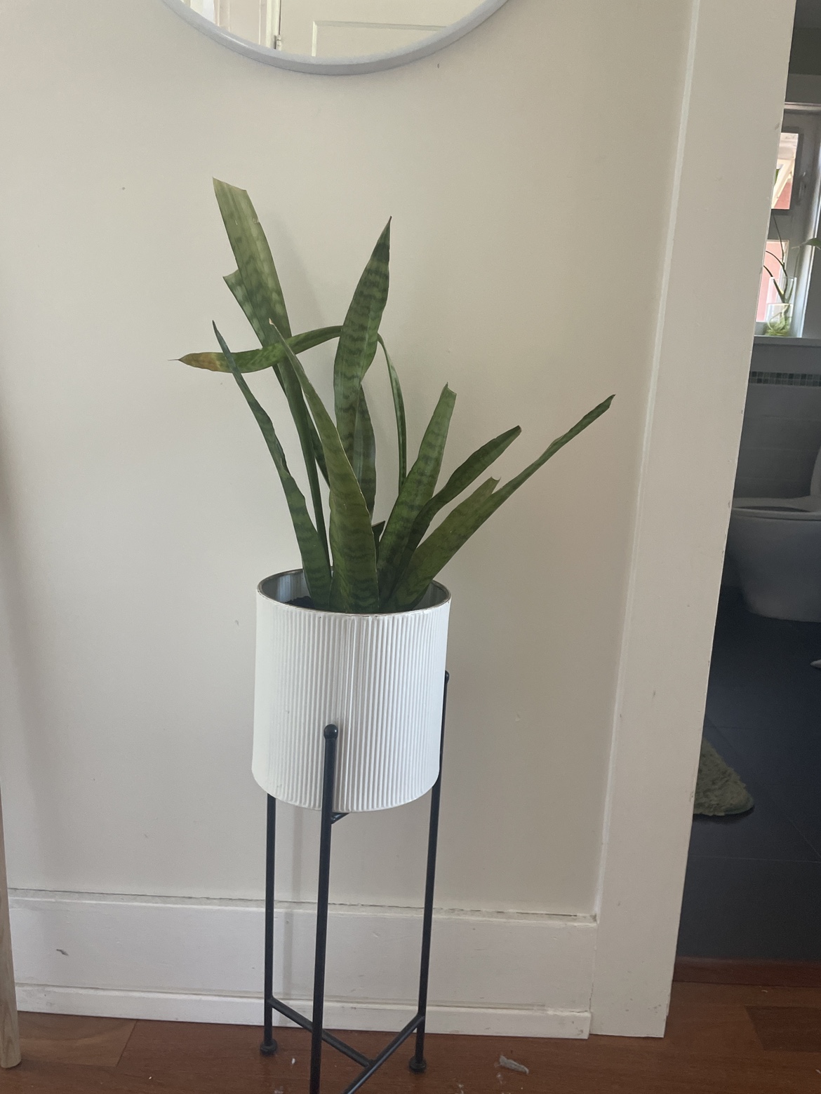 Snake plant with pot/stand