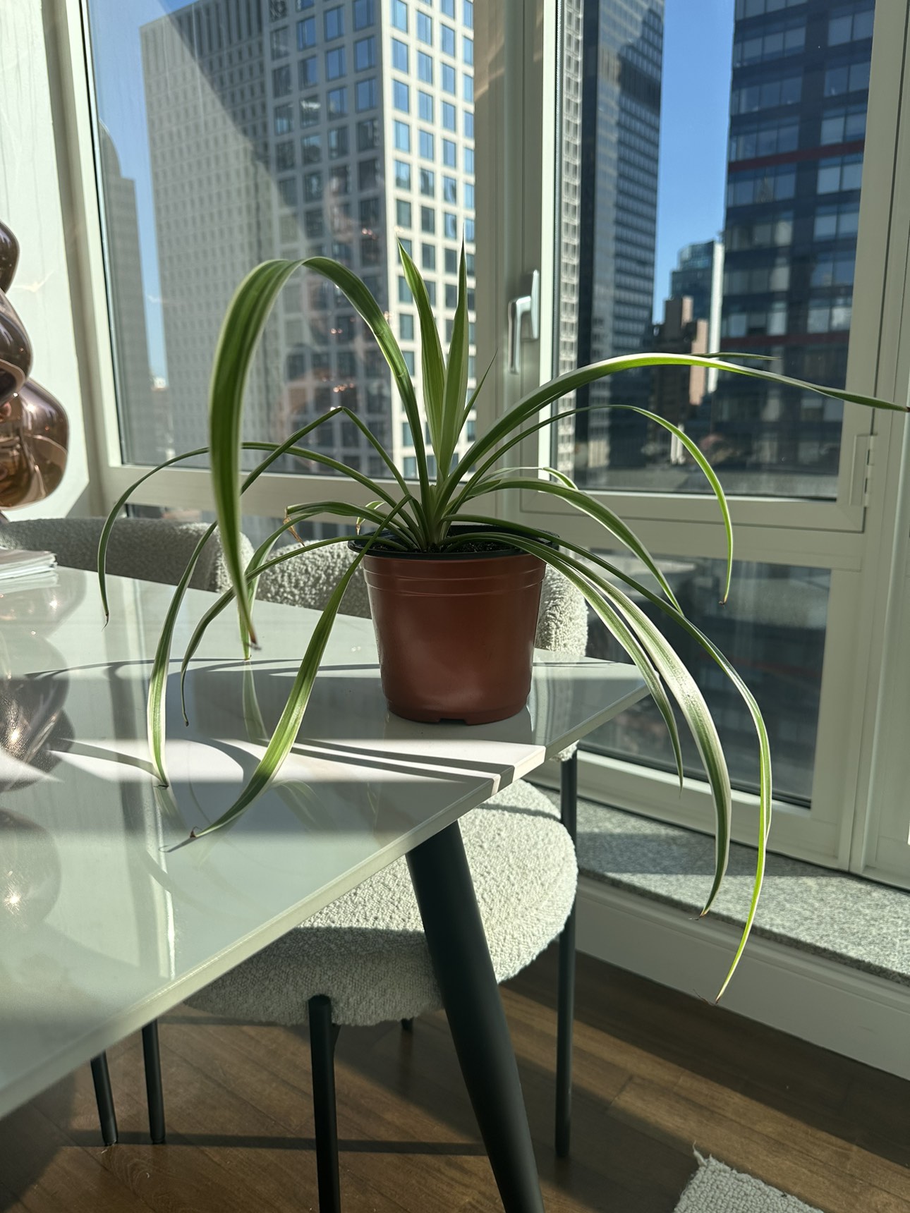 Spider plant - 5 inch pot - photo 3
