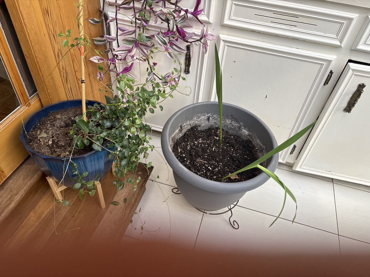 Plants - photo 5