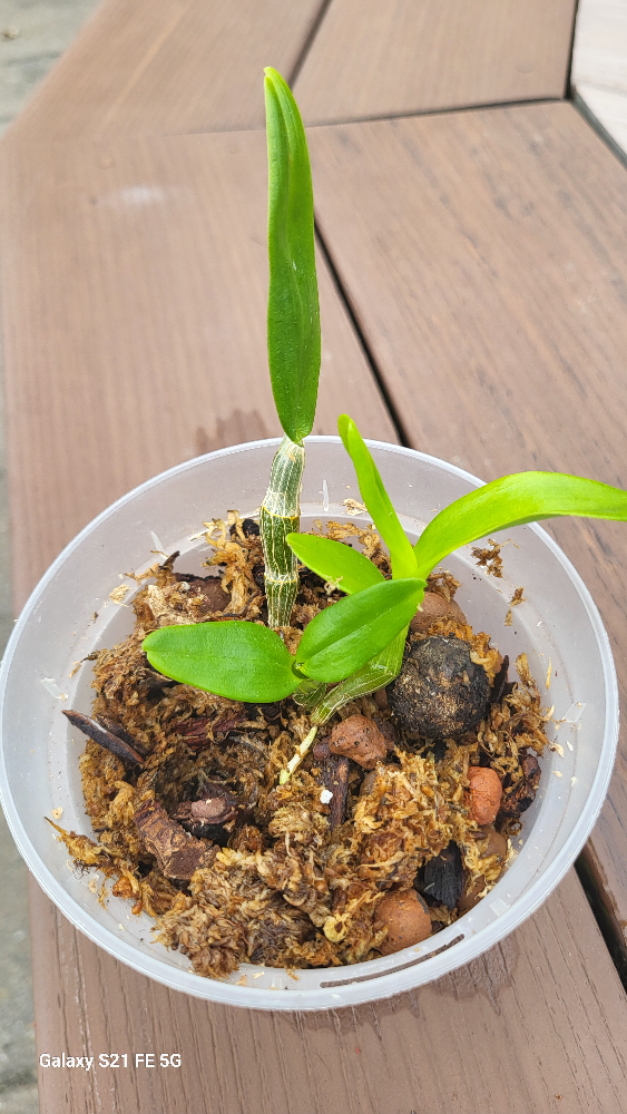 Dendrobium nobile image indicator(2)