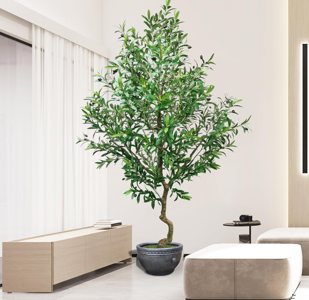 Olive tree - photo 2