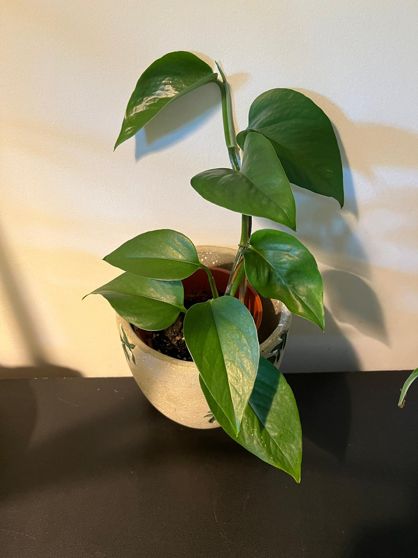 Green and marble pathos (money plant) image indicator(3)