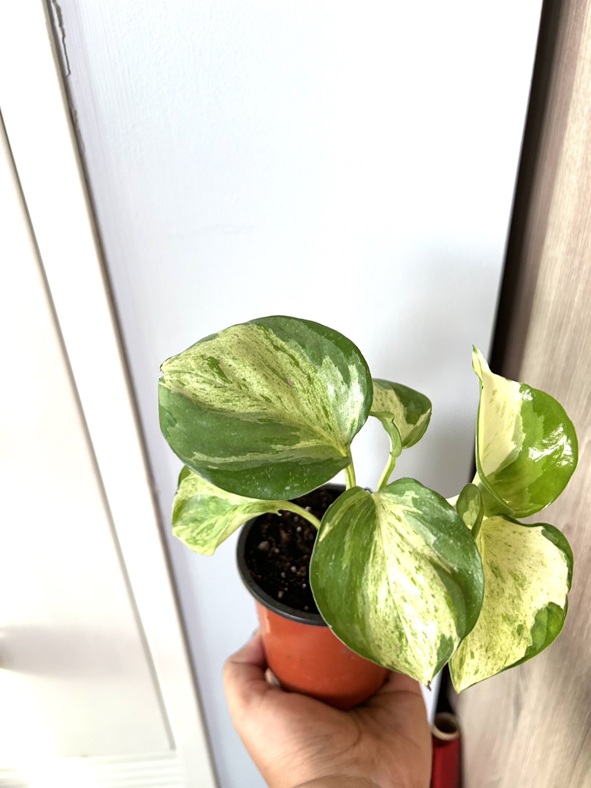 Rare Manjula Pothos thumbnail