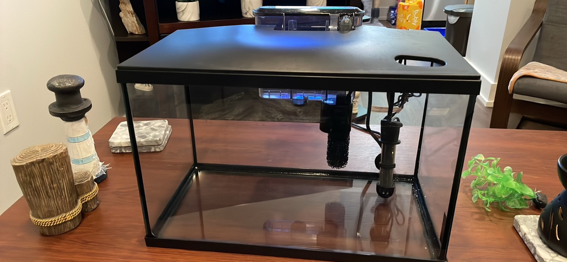 5Gallon Aquarium-Beginners setup thumbnail