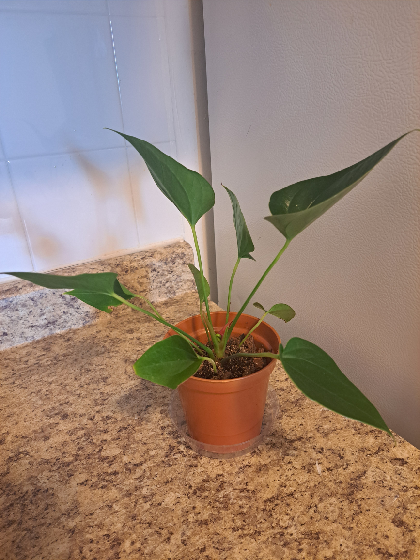 anthuriums image indicator(8)