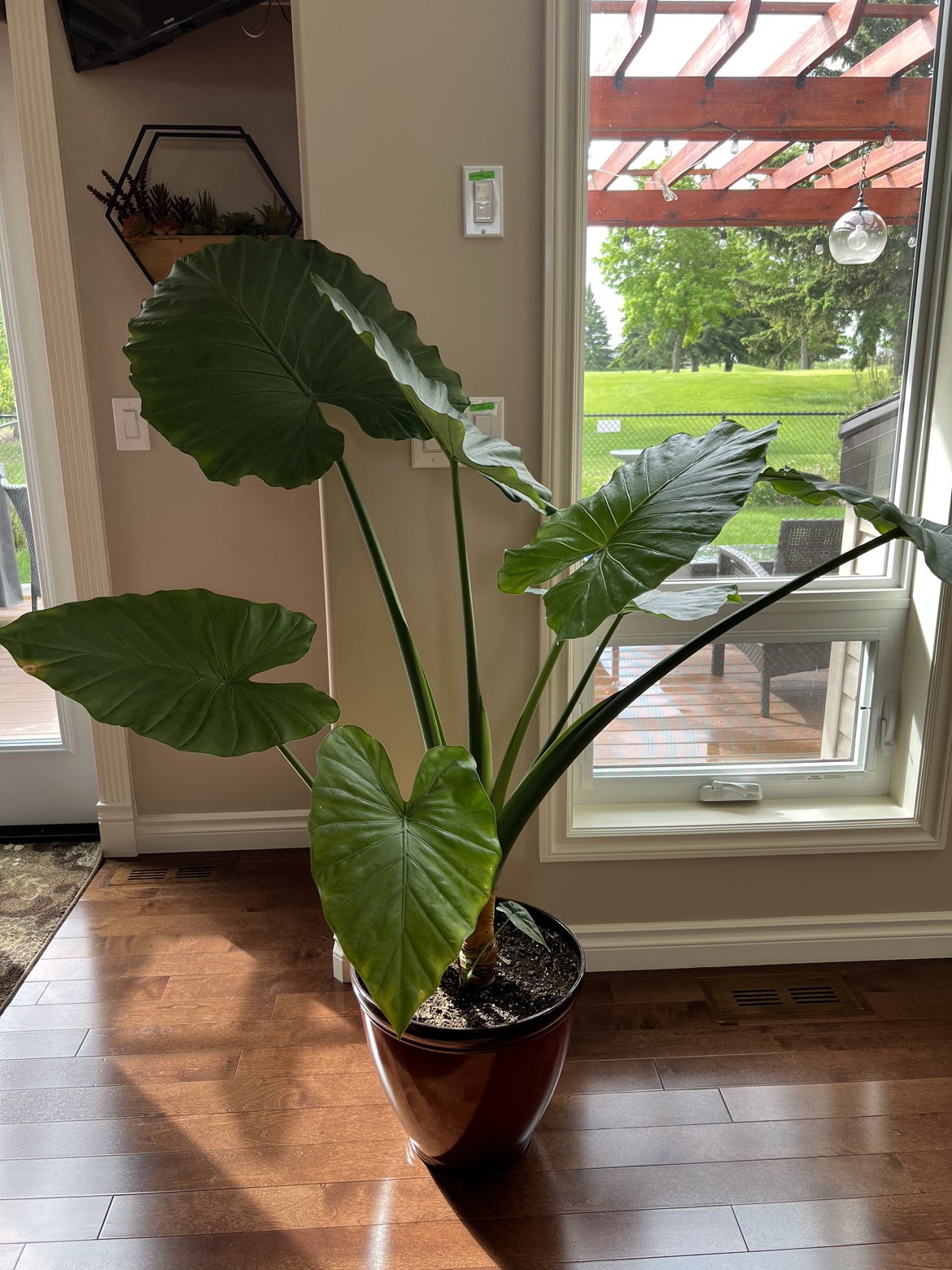 Healthy real Elephant Ear plant thumbnail