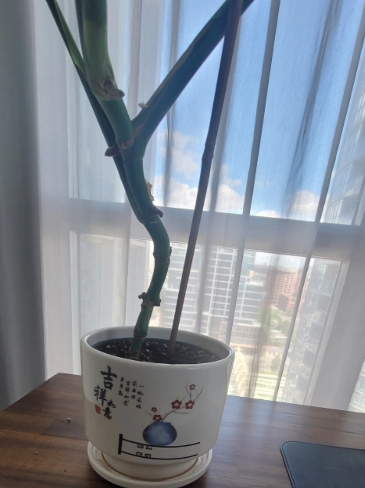 6" Monstera Deliciosa  - without planter - photo 4