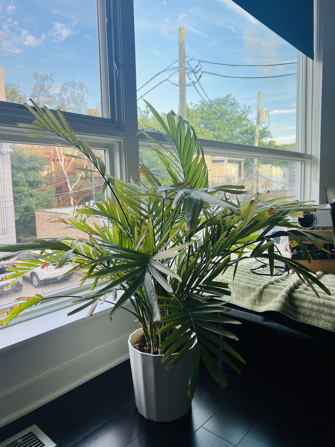 Areca palm live plant with white pot - photo 2