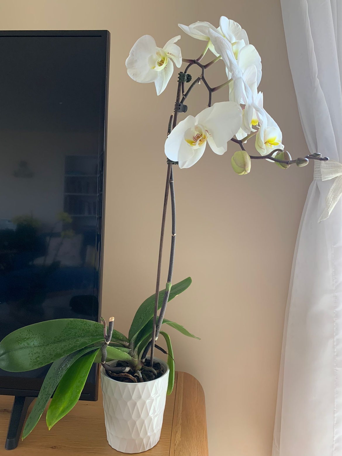 Orchid