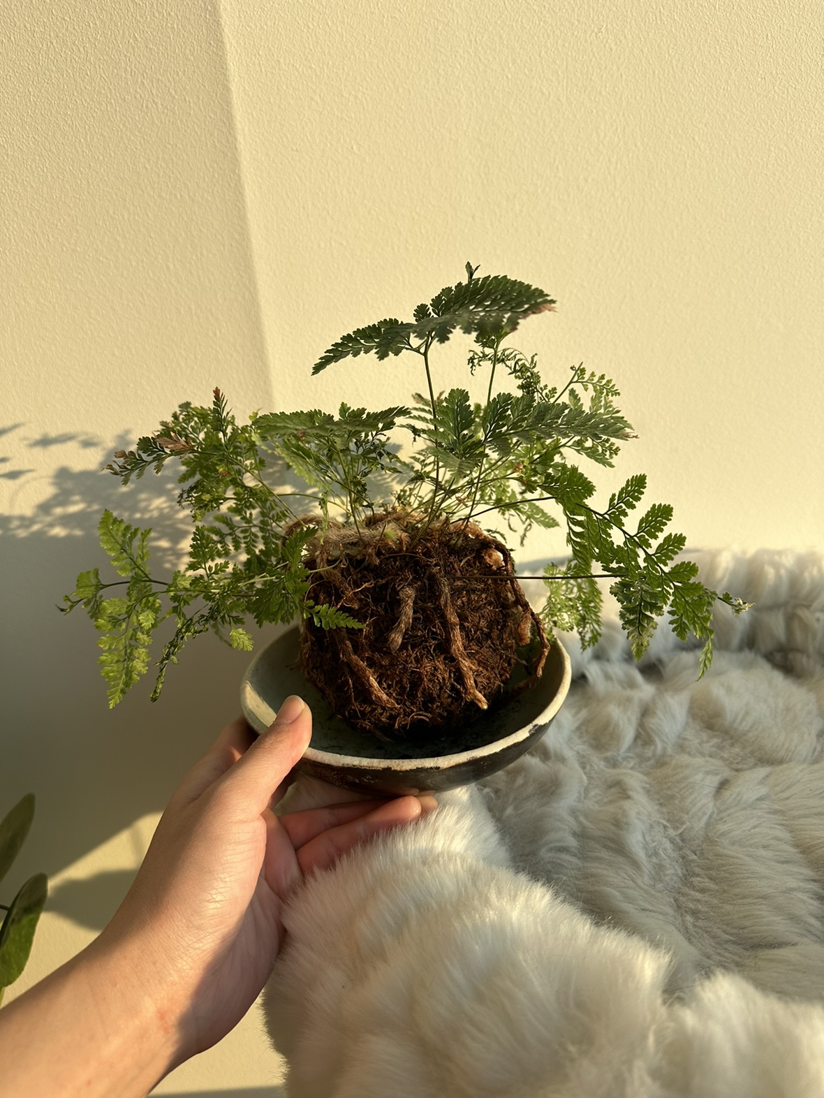 Japanese Moss Ball Kokedama Plant - photo 3
