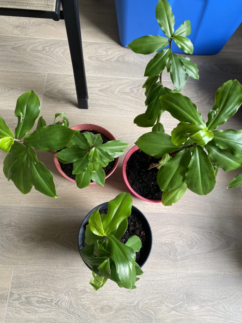 Insulin plant image indicator(2)