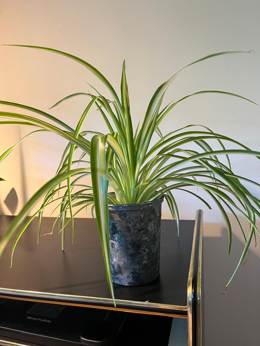 Air purifying spider plant image indicator(3)