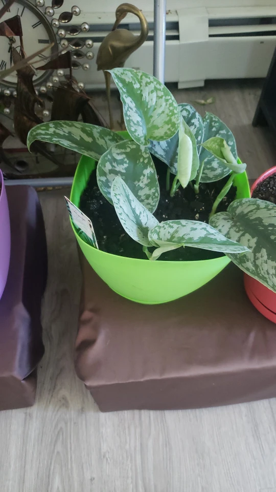plants