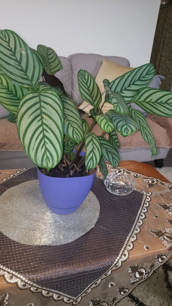 plants - photo 2