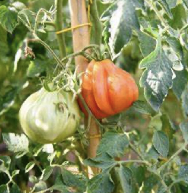 Heirlooms Tomatoes Plants-***Pending pick-up** - photo 2