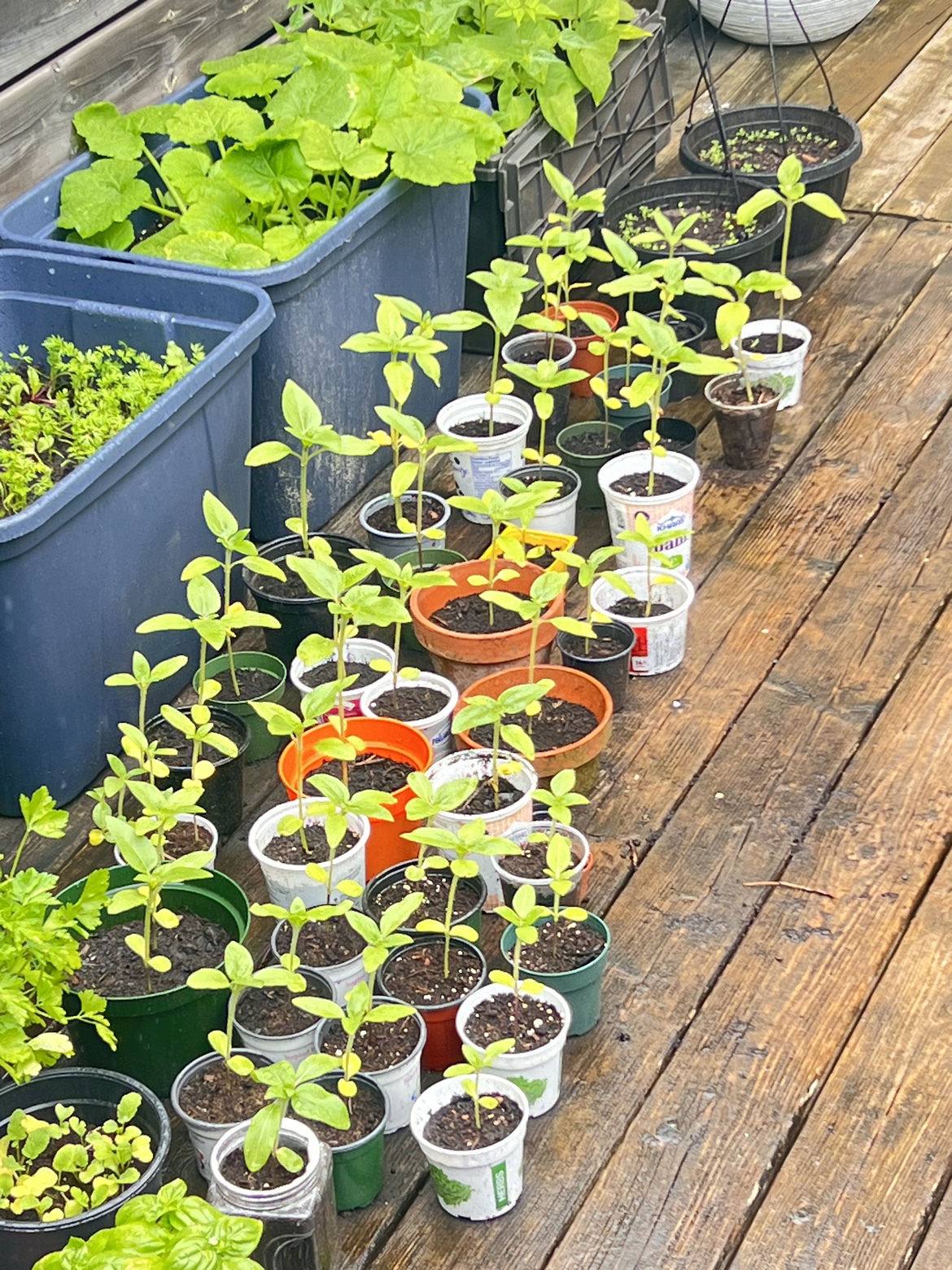 Sunflower seedlings