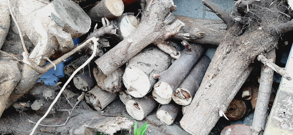 free firewood logs tree stumps, soft wood, hard wood thumbnail