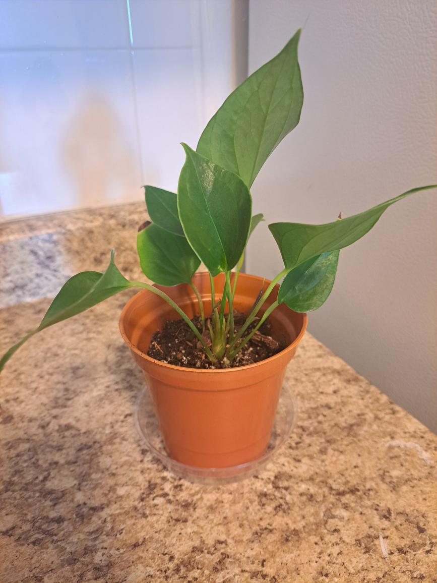 anthuriums image indicator(6)