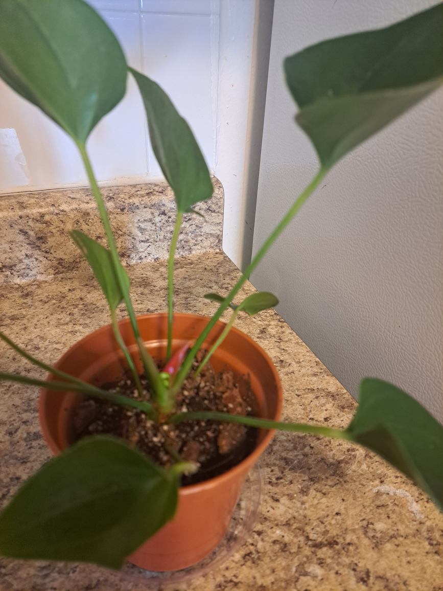 anthuriums image indicator(9)