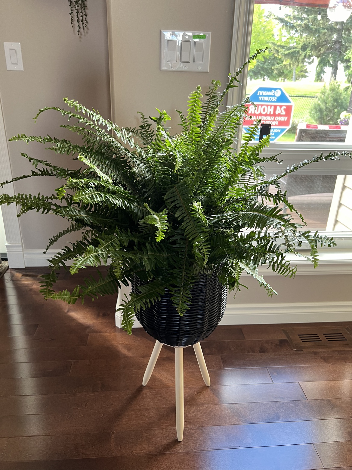 Healthy real Fern plant in a planter thumbnail