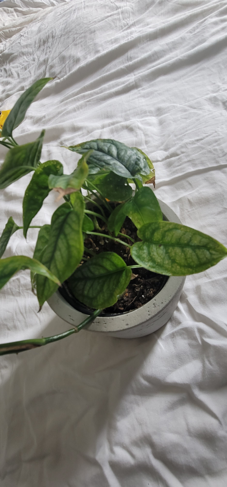 4" Monstera Siltepecana with planter - photo 4