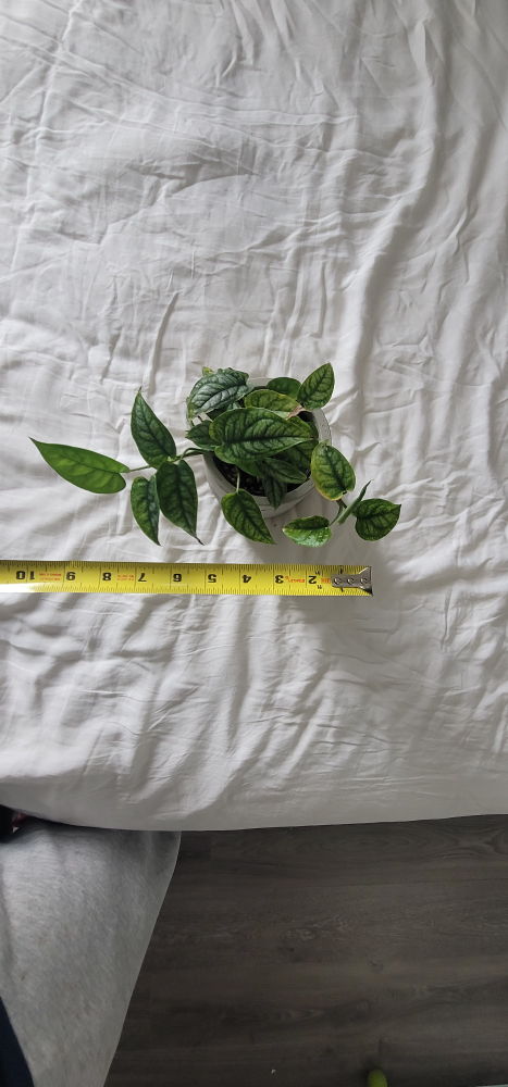 4" Monstera Siltepecana with planter - photo 5