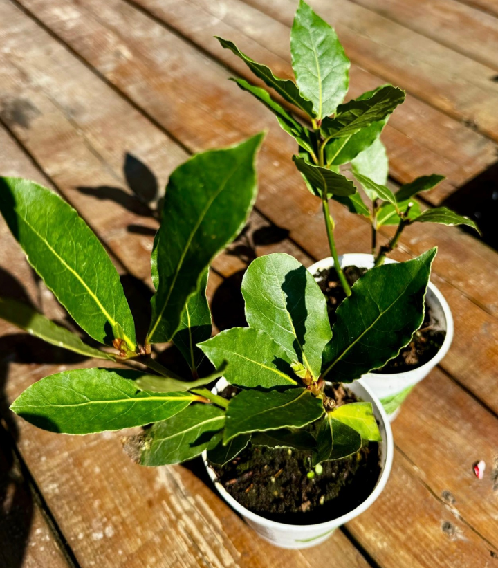 Bayleaf plant Moringa plant thumbnail