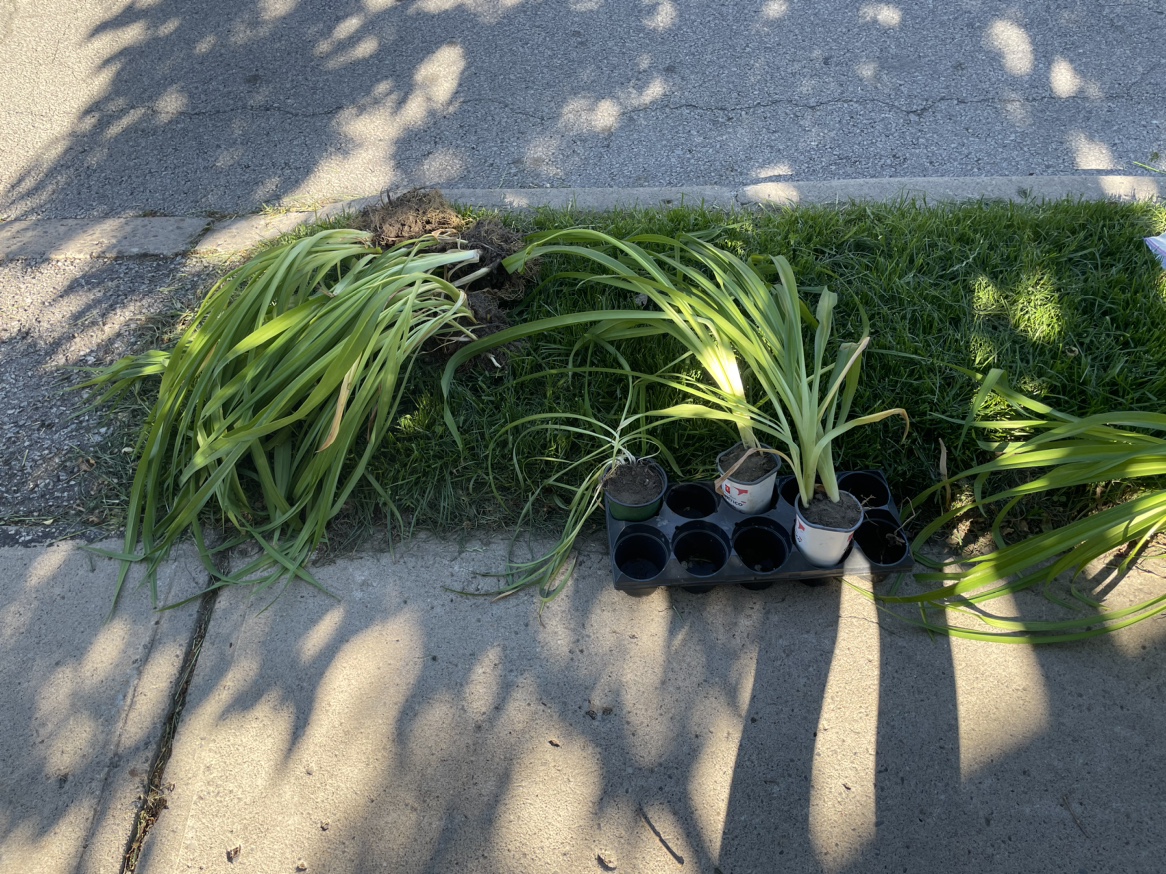 Daylilies